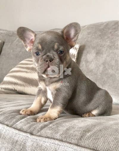 Whatsapp Me +972555074990 French Bulldog Puppies