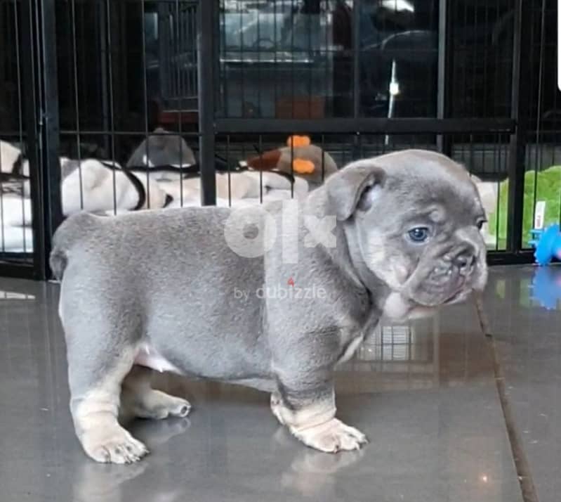 Whatsapp Me +972555074990 French Bulldog Puppies 0