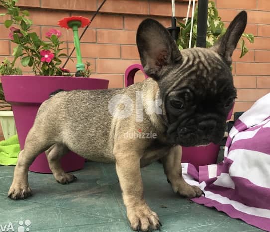 Whatsapp Me +972555074990 French Bulldog Puppies 1