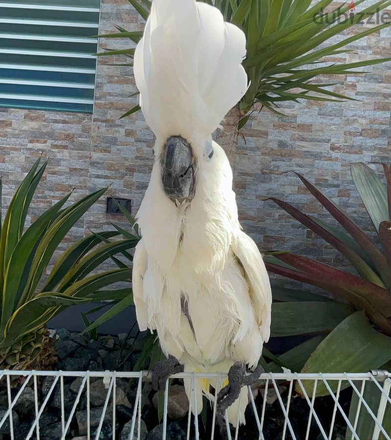 Umbrella Cockatoos Whatsapp Me +966588993320 0