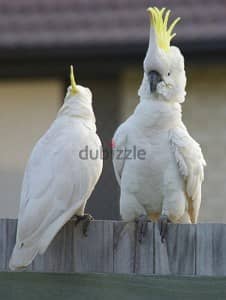 Umbrella Cockatoos Whatsapp Me +966588993320 1