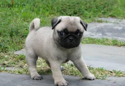 Pug