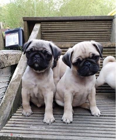 Pug Puppies Whatsapp Me +966583921348 1