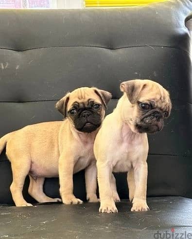 Whatsapp Me +966583921348 Pug Puppies Available 1