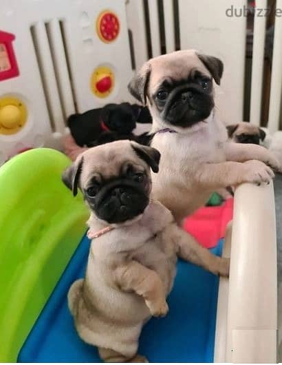 Whatsapp Me +966583921348 Pug Puppies Available 0