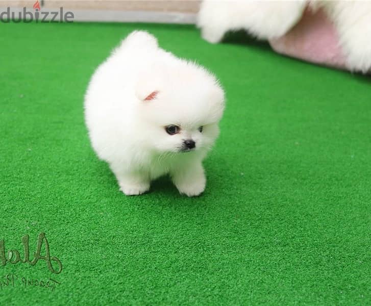 Whatsapp Me +972555074990 Pomeranian Puppies 1