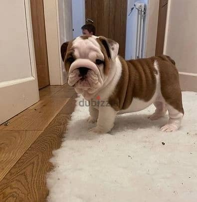 Whatsapp Me +966583921348 English Bulldog Puppies 0