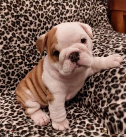 Whatsapp Me +966583921348 English Bulldog Puppies 1