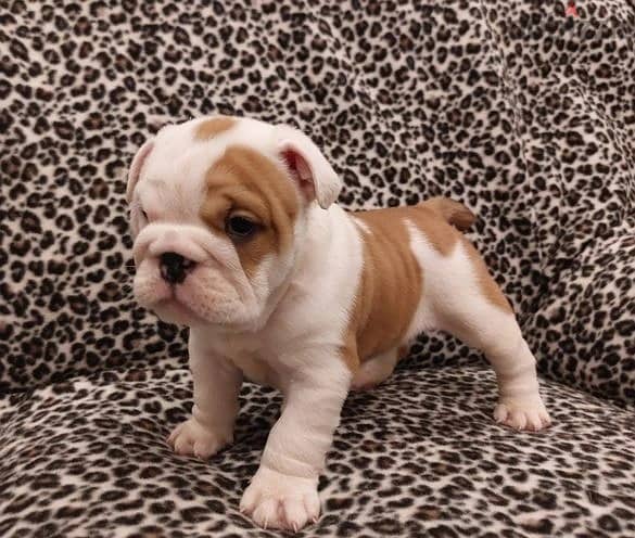 Whatsapp Me +966583921348 English Bulldog Puppies 1