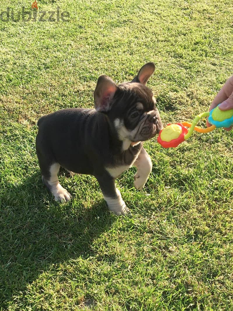 Whatsapp Me +972555074990 French Bulldog Puppies 1