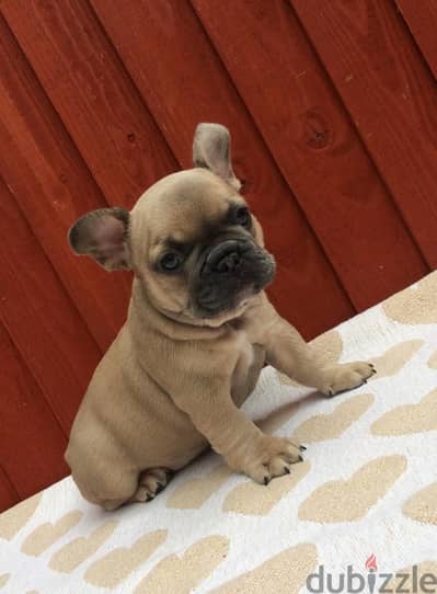 Whatsapp Me +972555074990 French Bulldog Puppies