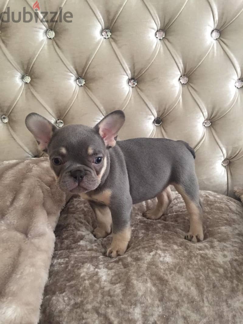 Whatsapp Me +972555074990 French Bulldog Puppies 1