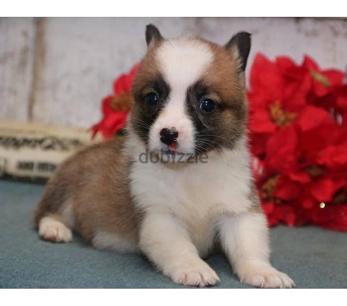 Whatsapp Me +966583921348 Corgi Welsh Pembroke Puppies 0