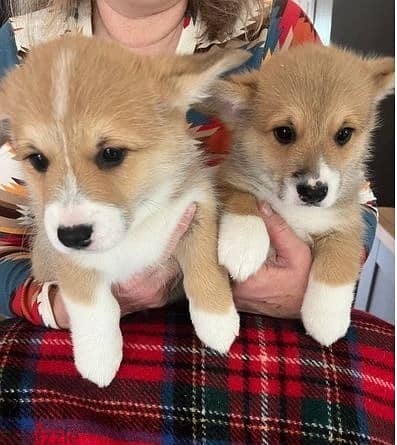 Whatsapp Me +966583921348 Corgi Welsh Pembroke Puppies 1