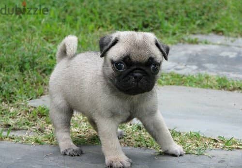 Whatsapp Me +966583921348 Healthy Pug Puppies 0