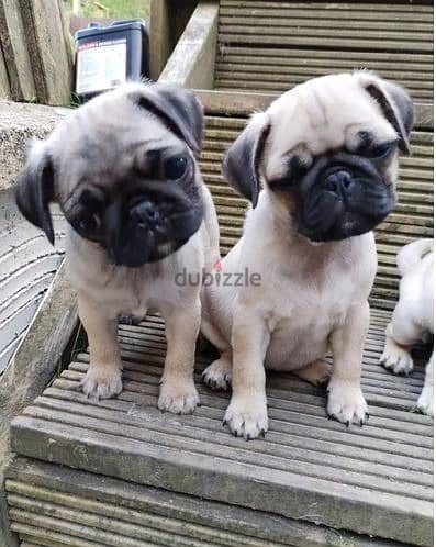 Whatsapp Me +966583921348 Healthy Pug Puppies 1