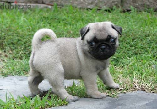 Pug Puppies Whatsapp Me +966583921348 1