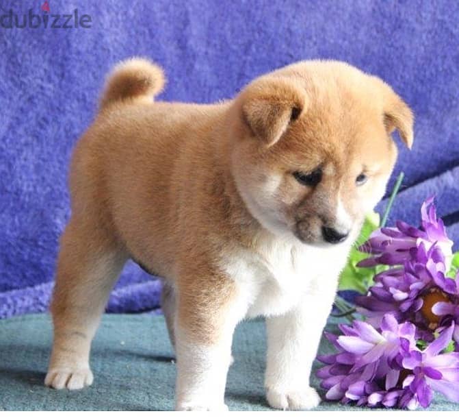 Whatsapp Me +966588993320 Shiba Inu Puppies 0