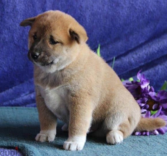 Whatsapp Me +966588993320 Shiba Inus Puppies 0