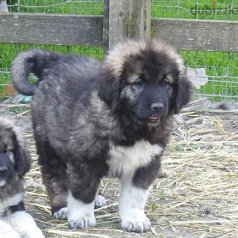 Whatsapp Me +966588993320 Caucasian Shepherd Puppies 1