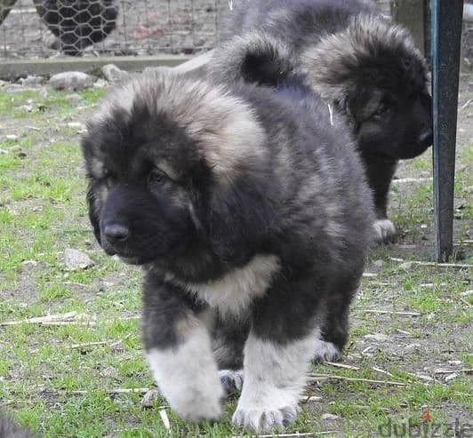 Whatsapp Me +966588993320 Caucasian Shepherd Puppies 0