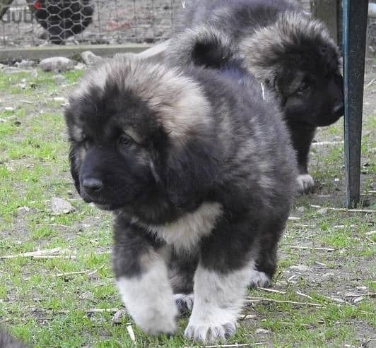 Whatsapp Me +966588993320 Caucasian Shepherd Puppies 0