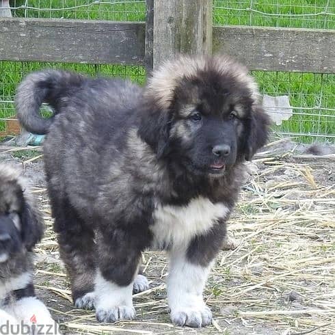 Whatsapp Me +966588993320 Caucasian Shepherd Puppies 1