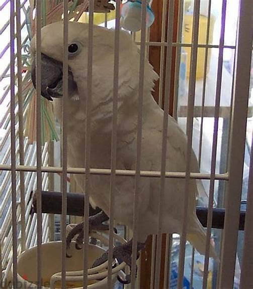 Pair White Cockatoo Bird for sell 0