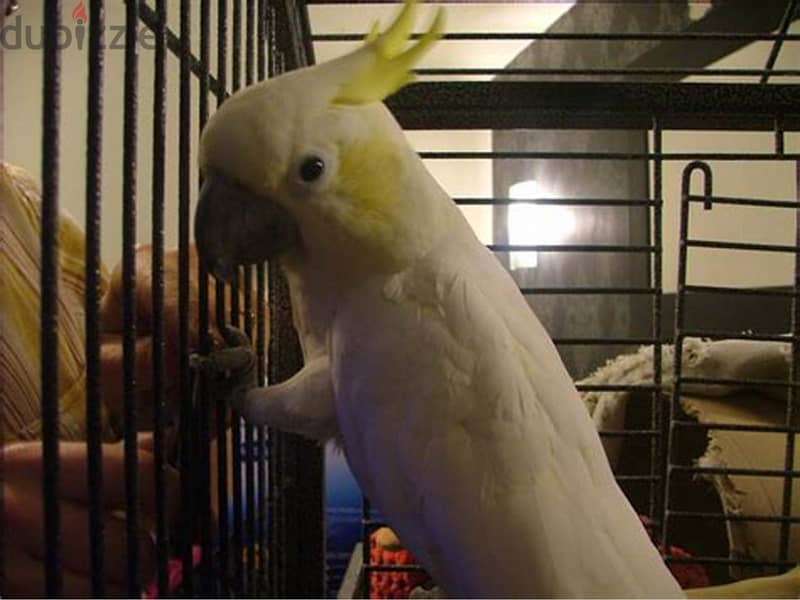 Pair White Cockatoo Bird for sell 1