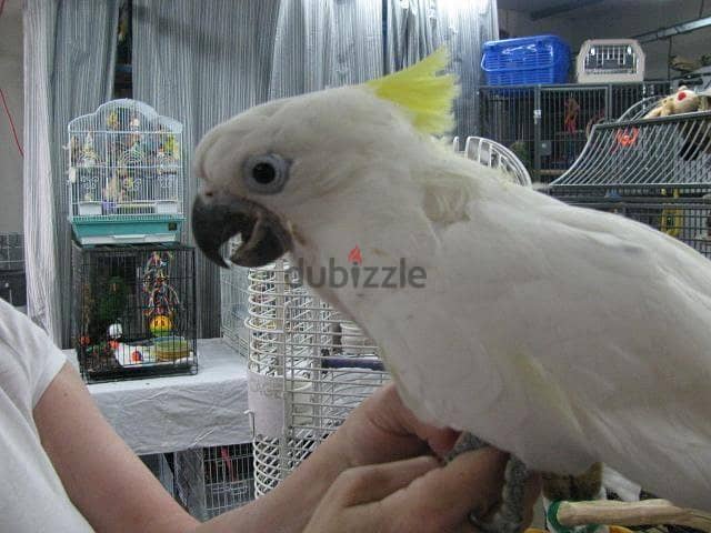 Pair White Cockatoo Bird for sell 2