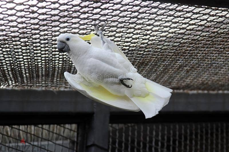 Pair White Cockatoo Bird for sell 3