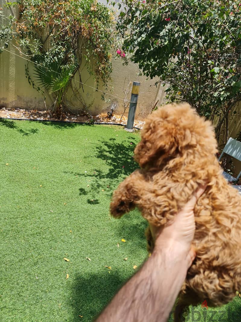 Toy Poodle Puppy 0