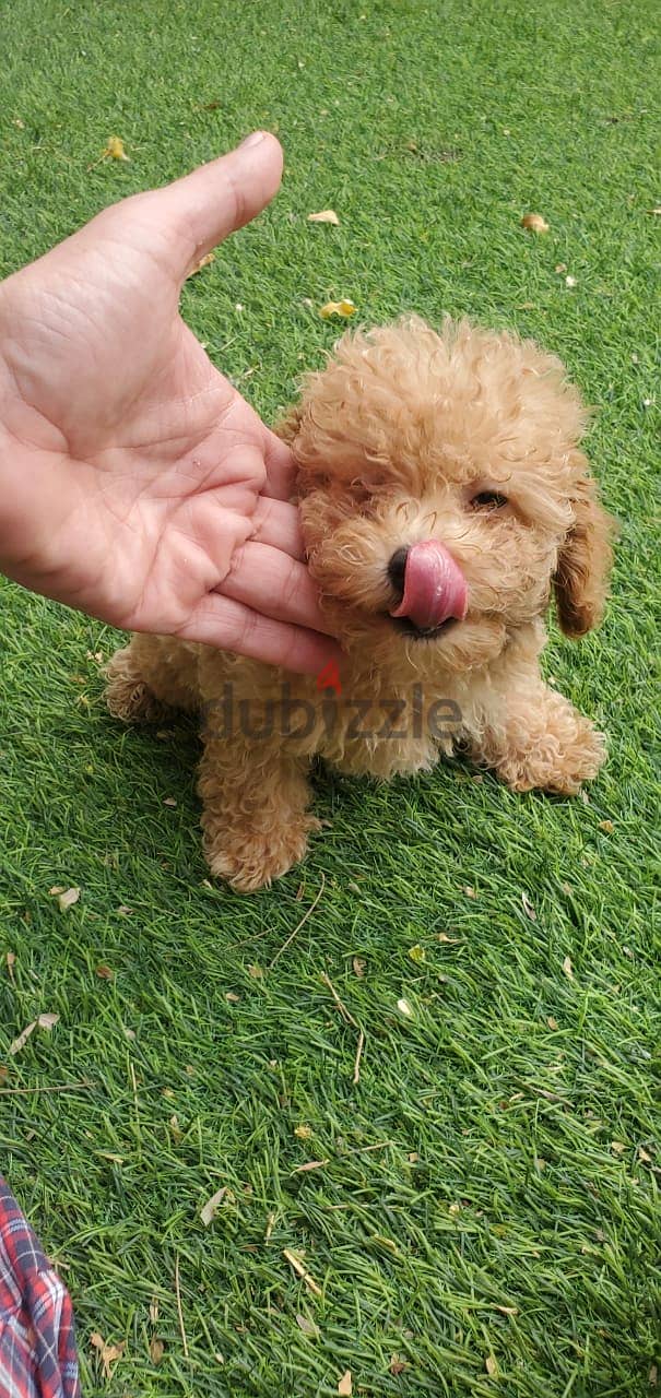 Toy Poodle Puppy 2