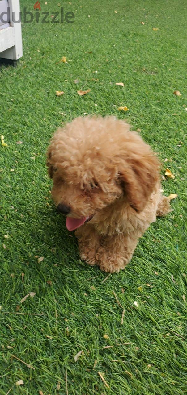 Toy Poodle Puppy 3