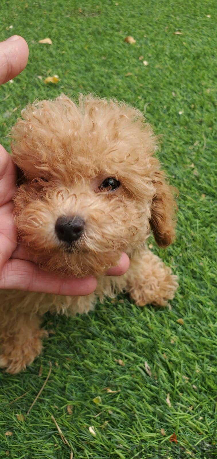 Toy Poodle Puppy 4