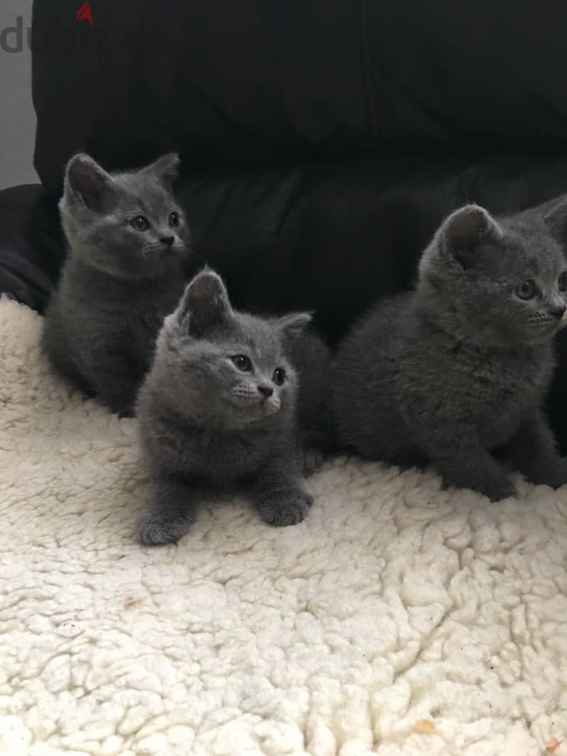 British Shorthair Kittens 1