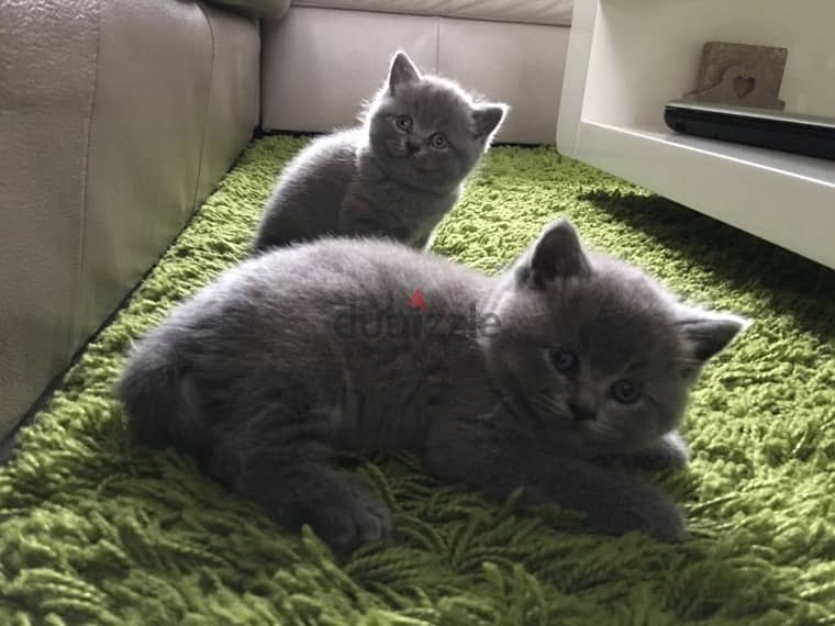 British Shorthair Kittens 2