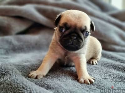 Available Male and Female Pug puppies