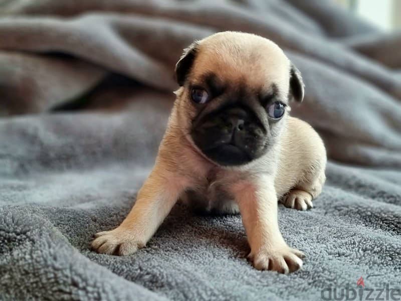 Available Male and Female Pug puppies 0