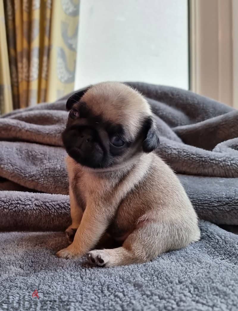 Available Male and Female Pug puppies 1