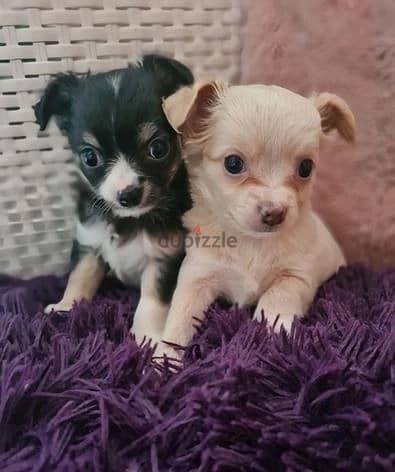 Whatsapp Me +966588993320 Chihuahua Puppies 1