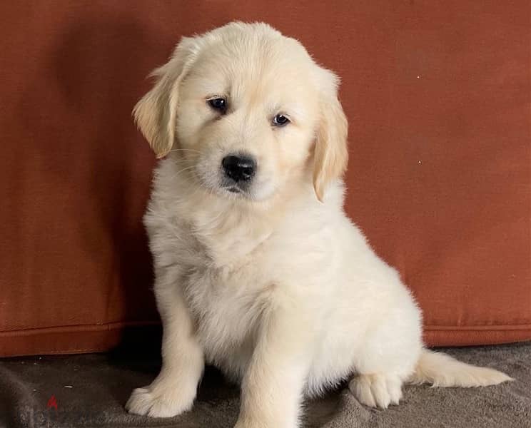 Whatsapp Me +966583921348 Golden Retriever Babies 0