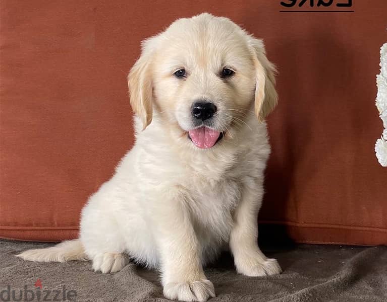 Whatsapp Me +966583921348 Golden Retriever Babies 1