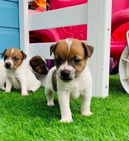 Whatsapp Me +972555074990 Jack Russell Puppies 1