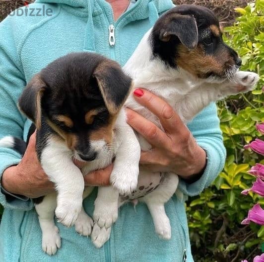 Whatsapp Me +972555074990 Jack Russell Puppies 0