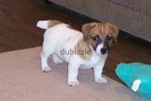 Whatsapp Me +972555074990 Jack Russell Puppies 1