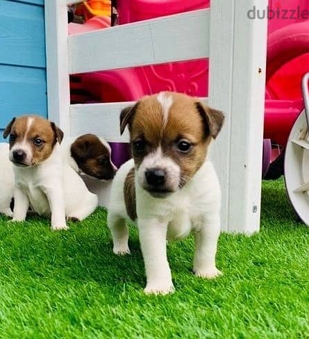 Whatsapp Me +972555074990 Jack Russell Puppies 0