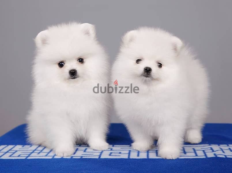 Whatsapp Me +972555074990 Pomeranian Puppies 0