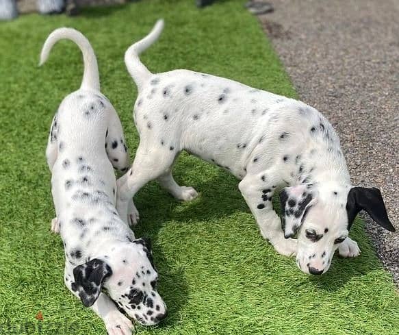 Whatsapp Me +966583921348 Dalmatian Puppies 0