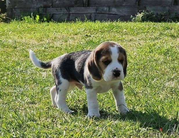 Whatsapp Me +966583921348 Beagle Puppies 0